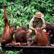 Visited an Orangutan Reserve