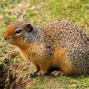 Columbian Ground Squirrel