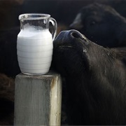 Water Buffalo Milk