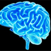 People Use Only 10% of Their Brain