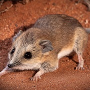 Little Long-Tailed Dunnart