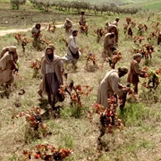 Parable of the Workers in the Vineyard