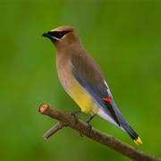 Cedar Waxwing