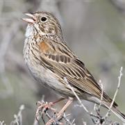 Vesper Sparrow