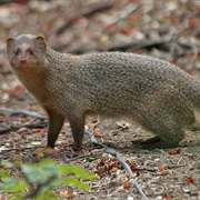 Indian Gray Mongoose