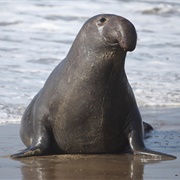 Elephant Seal
