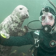 Farne Islands, England