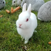 Your Childhood Pet Was Bunnicula.