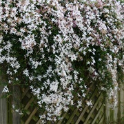 Common Jasmine (Jasminum Officinale)