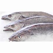 Hake