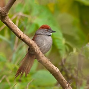 Sooty-Fronted Spinetail (Synallaxis Frontalis)