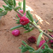 Barrier Saltbush (Enchylaena Tomentosa)