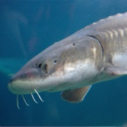 Sturgeon