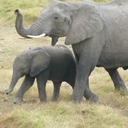 Safari in Amboseli NP, Kenia
