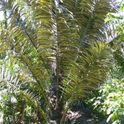 Arenga Palm (Arenga Pinnata)
