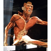 Plastinarium, Germany