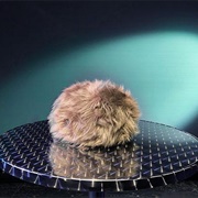 Tribble