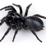 Funnel Web Spider