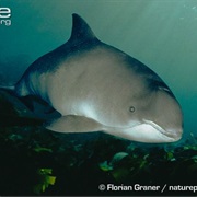 Spectacled Porpoise