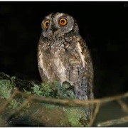 Siau Scops Owl