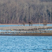 Hiwassee Wildlife Refuge, Tennessee
