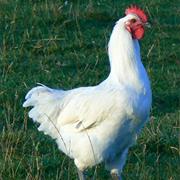 Volaille De Bresse