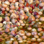 Tassel Hyacinth (Leopoldia Comosa)