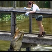 Feed an Alligator
