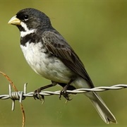 Double-Collared Seedeater (Sporophila Caerulescens)