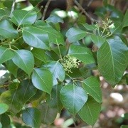 Torchwood Hammock Preserve, Florida