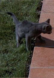 Kitten, Day for Night (1973)