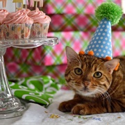 Have a B-Day Party for My Cats