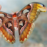 List of Moths