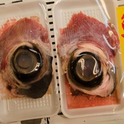 Tuna Eyeball