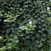 Caper Shrubs (Capparis)