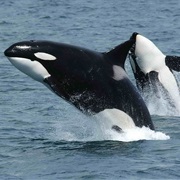 Go Orca Spotting (Canadian Oceans)