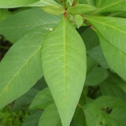 Gooseneck Loosestrife (Lysimachia Clethroides)