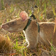 Giant Pouched Rat