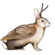Winged Jackalope