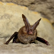 Virginia Big-Eared Bat