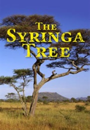 Syringa Tree (Pamela Gien)