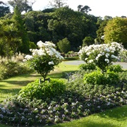 Dunedin Botanical Garden