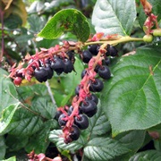 Salal