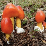 Caesar's Mushroom - Julius Caesar