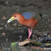 Rufous-Necked Wood-Rail