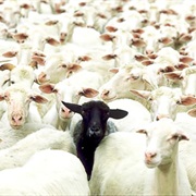 Black Sheep of the Family