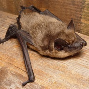 Serotine Bat