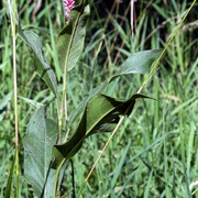 Longroot Smartweed (Persicaria Amphibia)