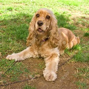 Cocker Spaniel