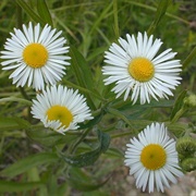 Daisy Fleabane